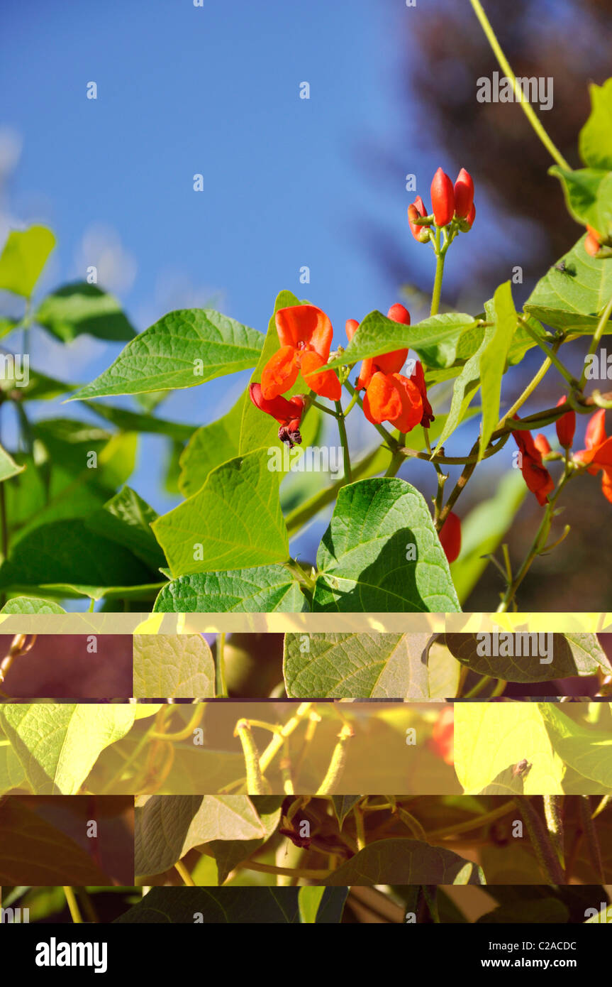 Phaseolus coccineus plants hi-res stock photography and images - Alamy
