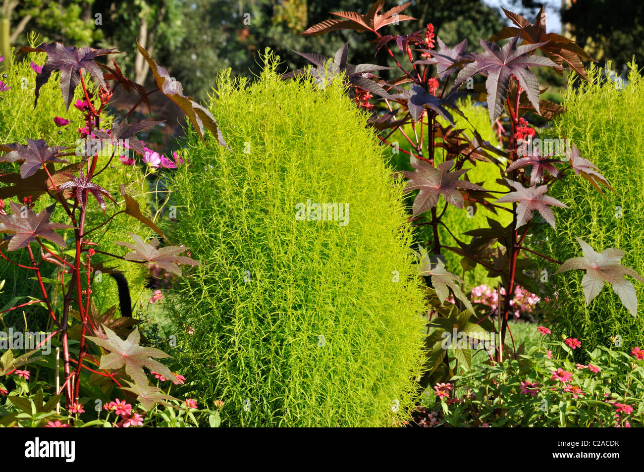 Summer cypress (Bassia scoparia syn. Kochia scoparia) and castor oil plant (Ricinus communis) Stock Photo