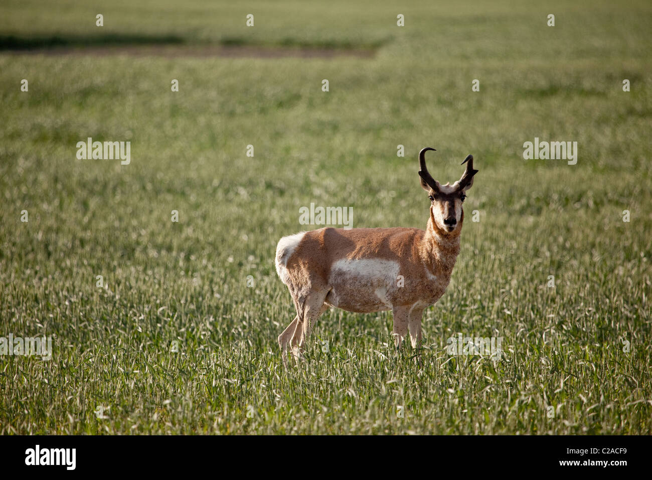 Pronghorn antelope in a field in rural Saskatchean Stock Photo Alamy