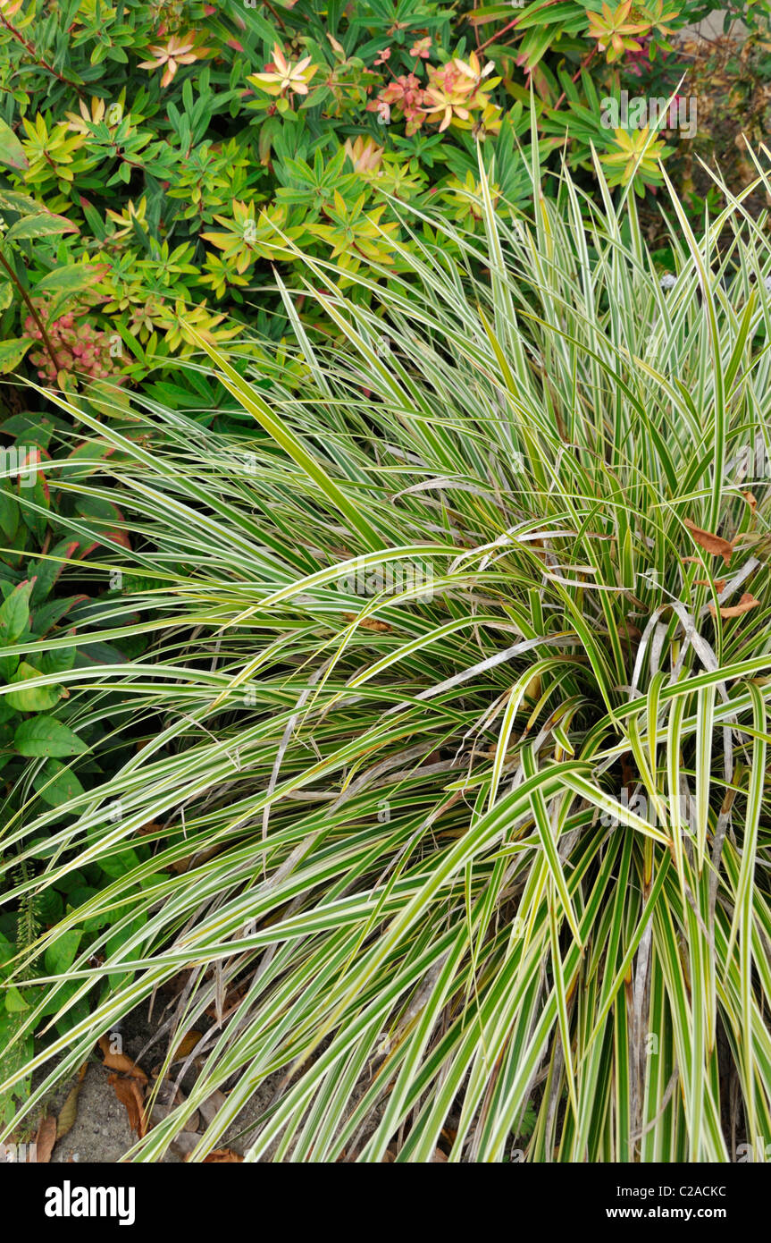Morrow's sedge (Carex morrowii 'Aureomarginata') Stock Photo