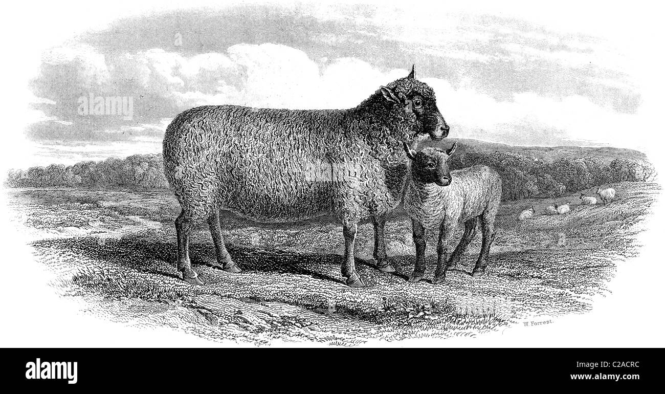 19th Century book illustration, taken from 9th edition (1875) of Encyclopaedia Britannica, of Southdown sheep Stock Photo