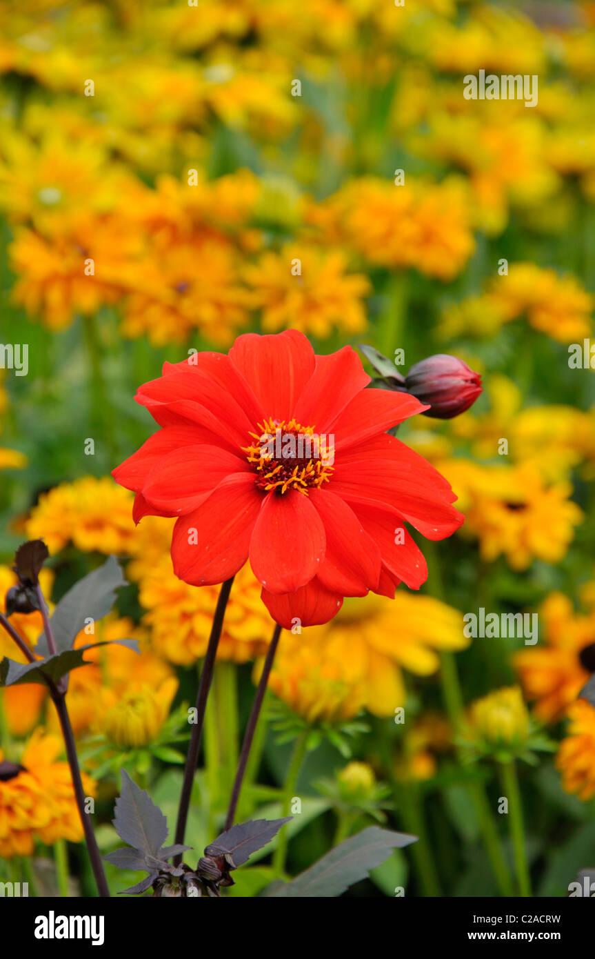 Perennial dahlia hi-res stock photography and images - Alamy