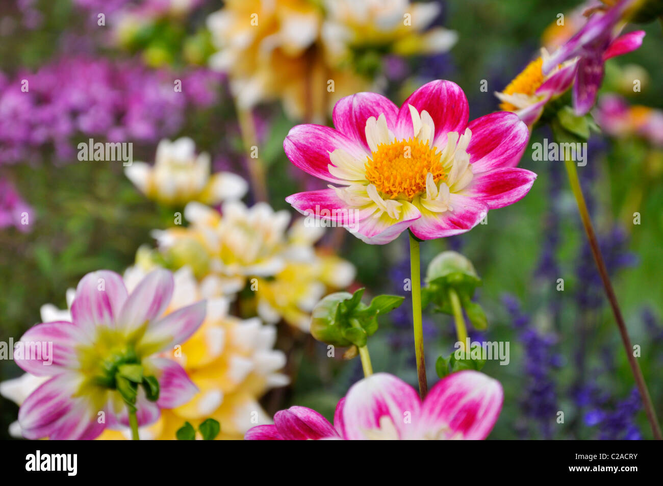 Dahlias flowering hi-res stock photography and images - Alamy
