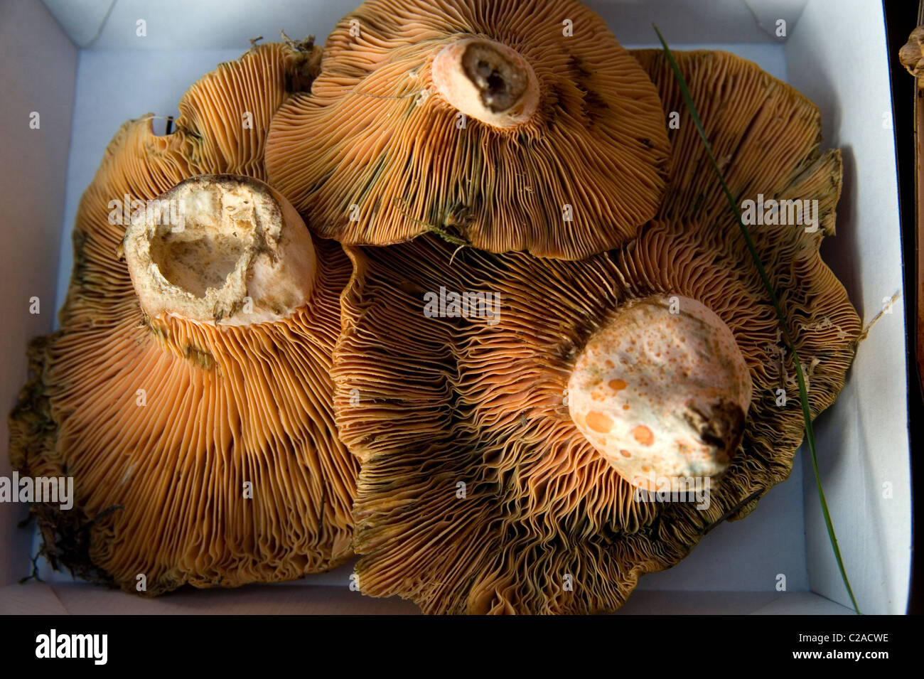 pine field mushrooms Lactarius delicious Safron milk cap Stock Photo