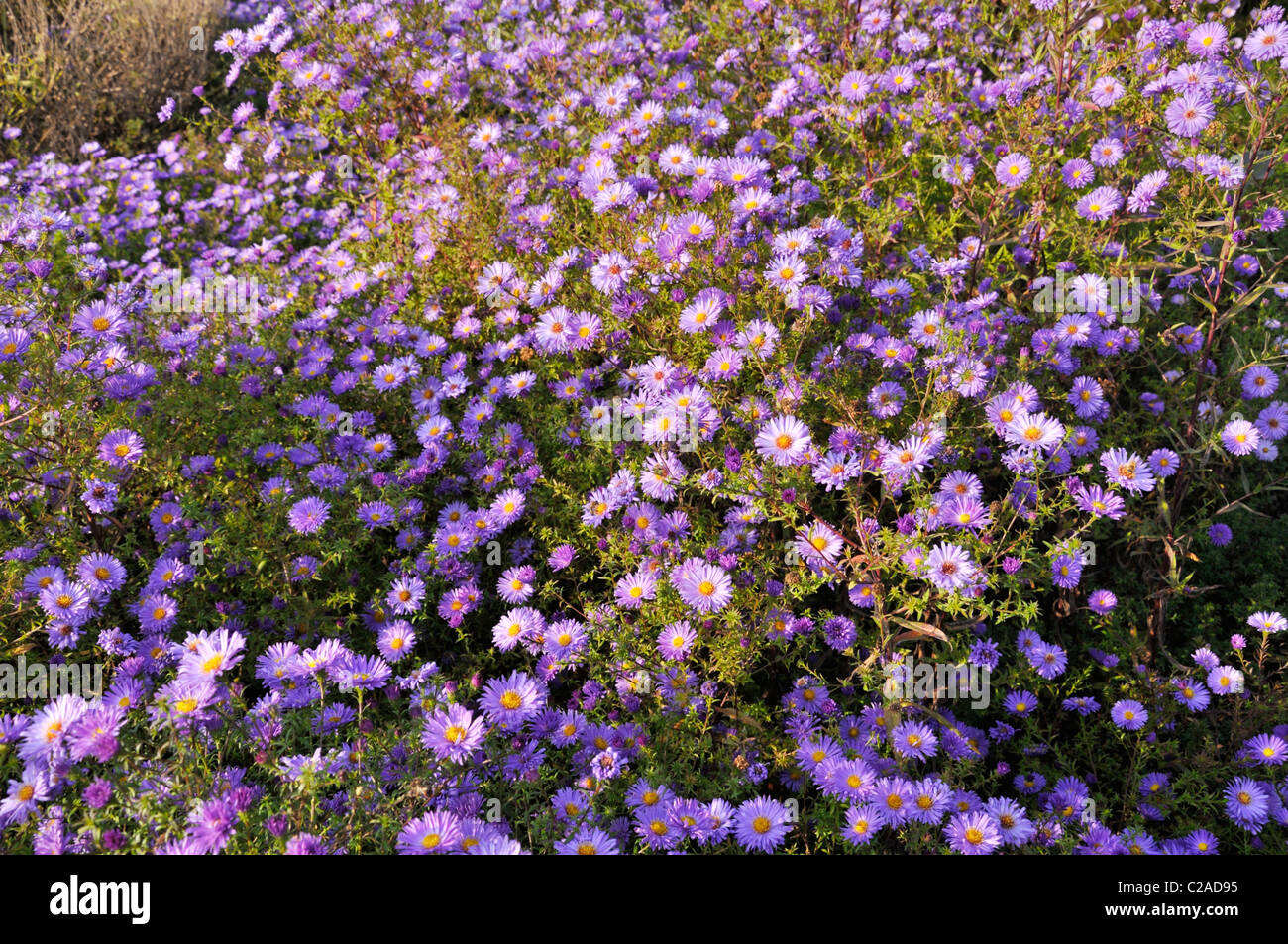 Bushy aster (Aster dumosus 'Lady in Blue') Stock Photo