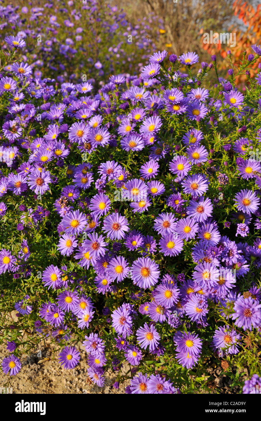 Bushy aster (Aster dumosus 'Lady in Blue') Stock Photo