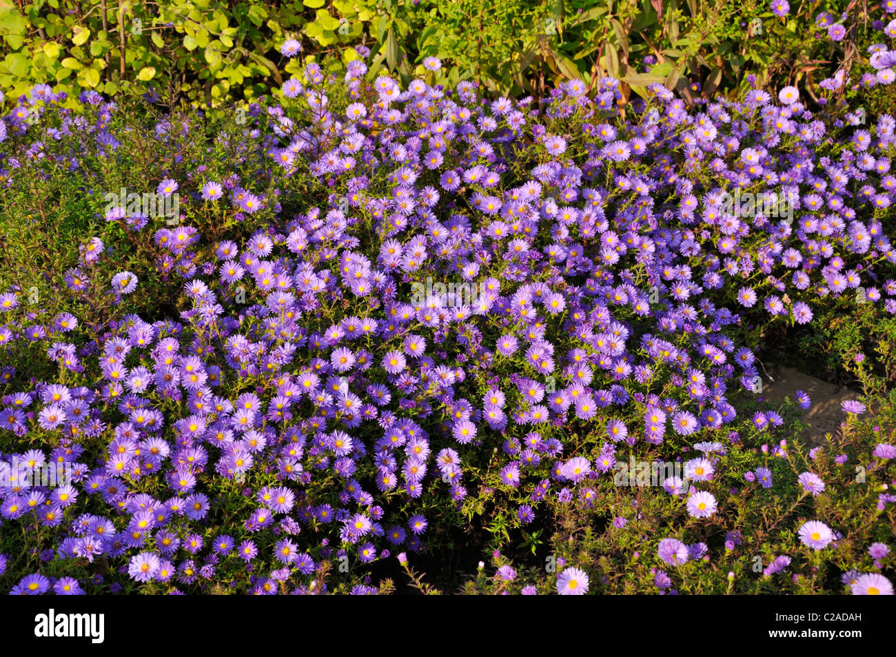 Bushy aster (Aster dumosus 'Lady in Blue') Stock Photo