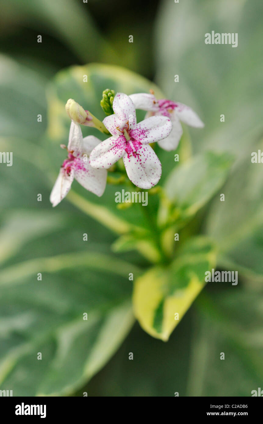 Pseuderanthemum syn. Eranthemum Stock Photo