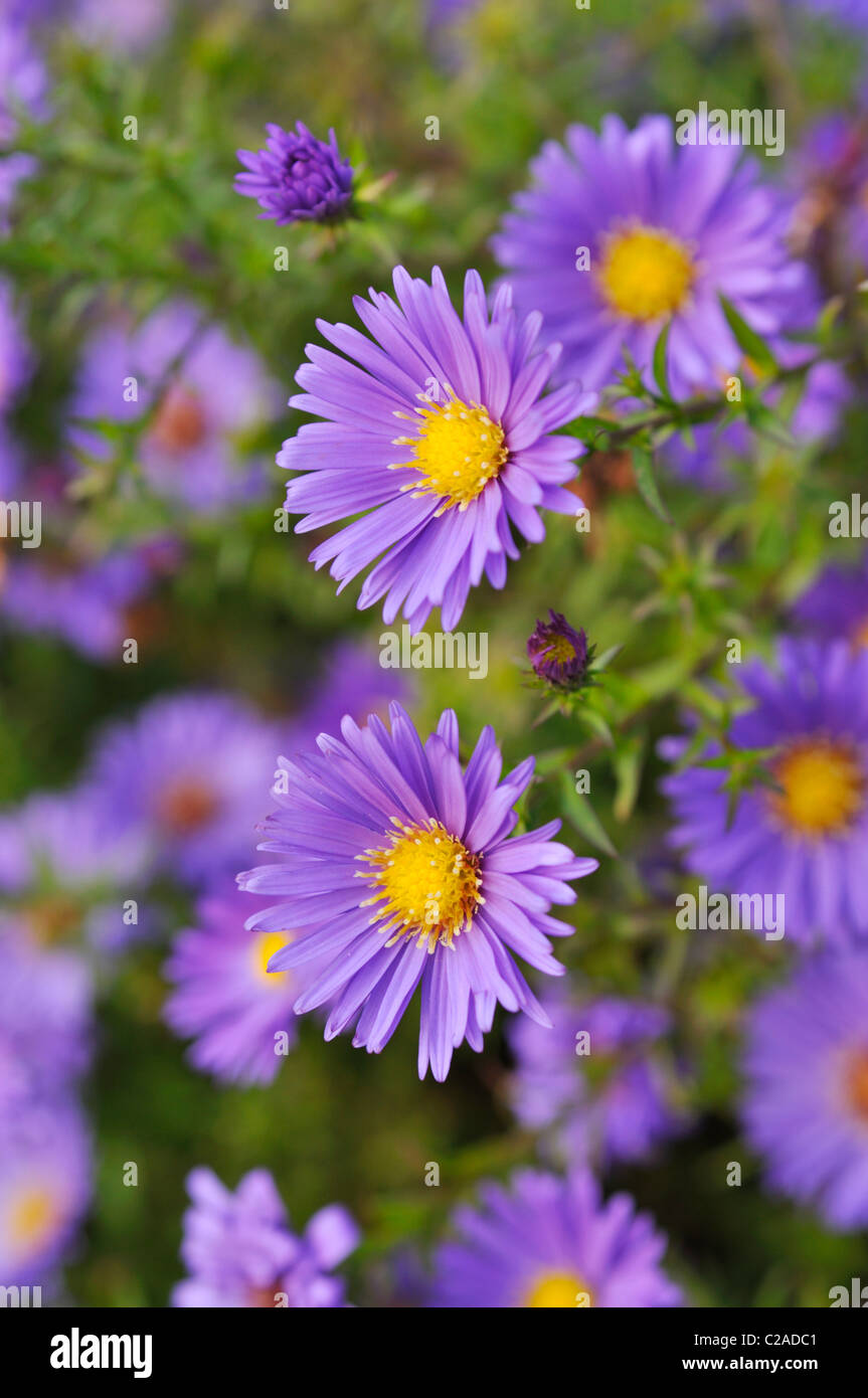 Bushy aster (Aster dumosus 'Lady in Blue') Stock Photo