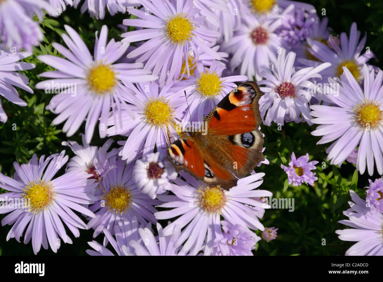Bushy aster (Aster dumosus 'Silberblaukissen') and peacock butterfly (Inachis io) Stock Photo