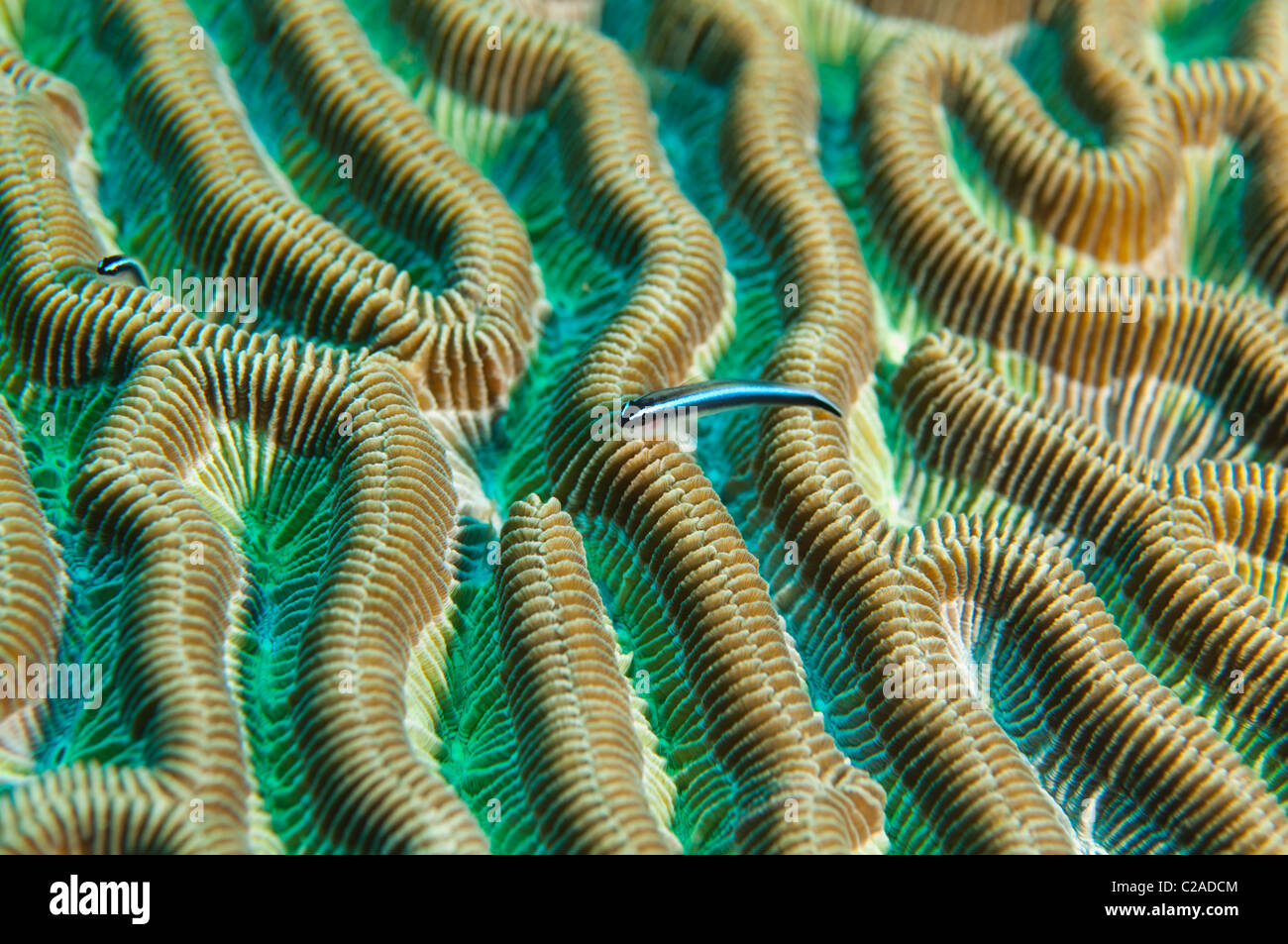 Neon Gobi fish can almost always be found perching on brain coral. Stock Photo
