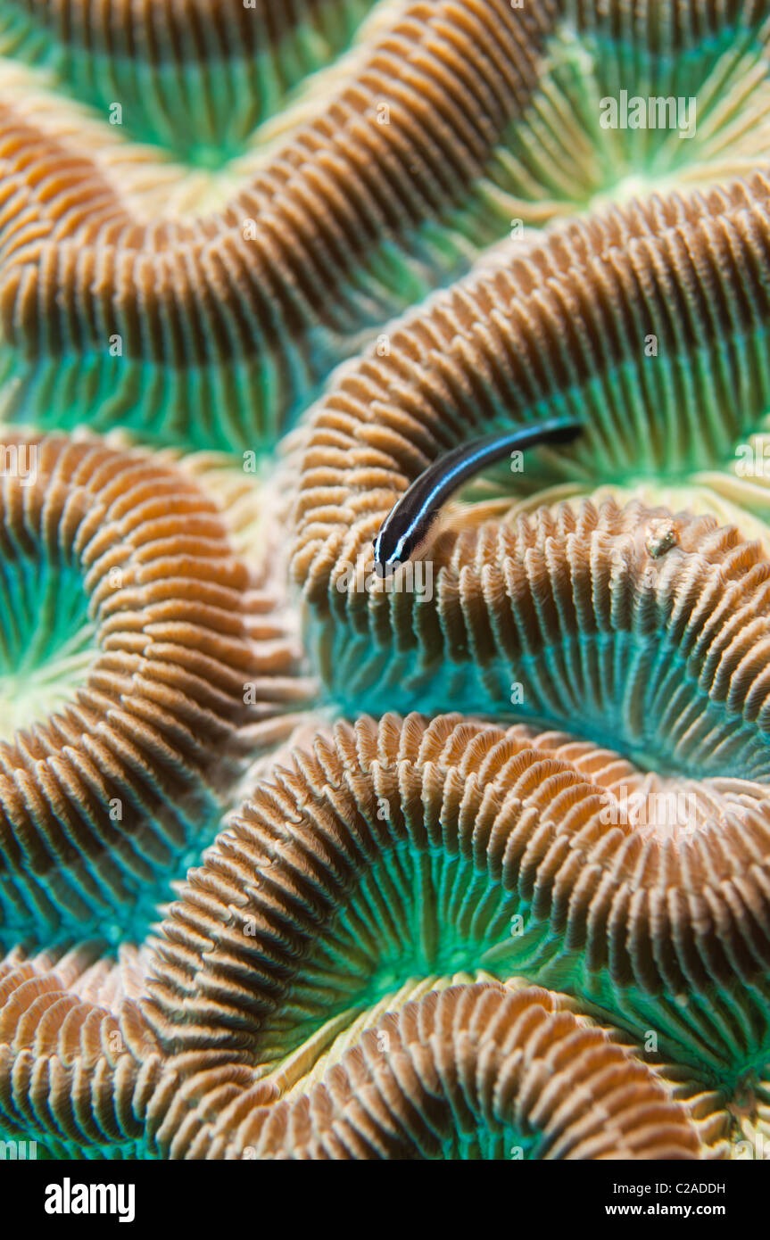 Neon Gobi fish can almost always be found perching on brain coral. Stock Photo