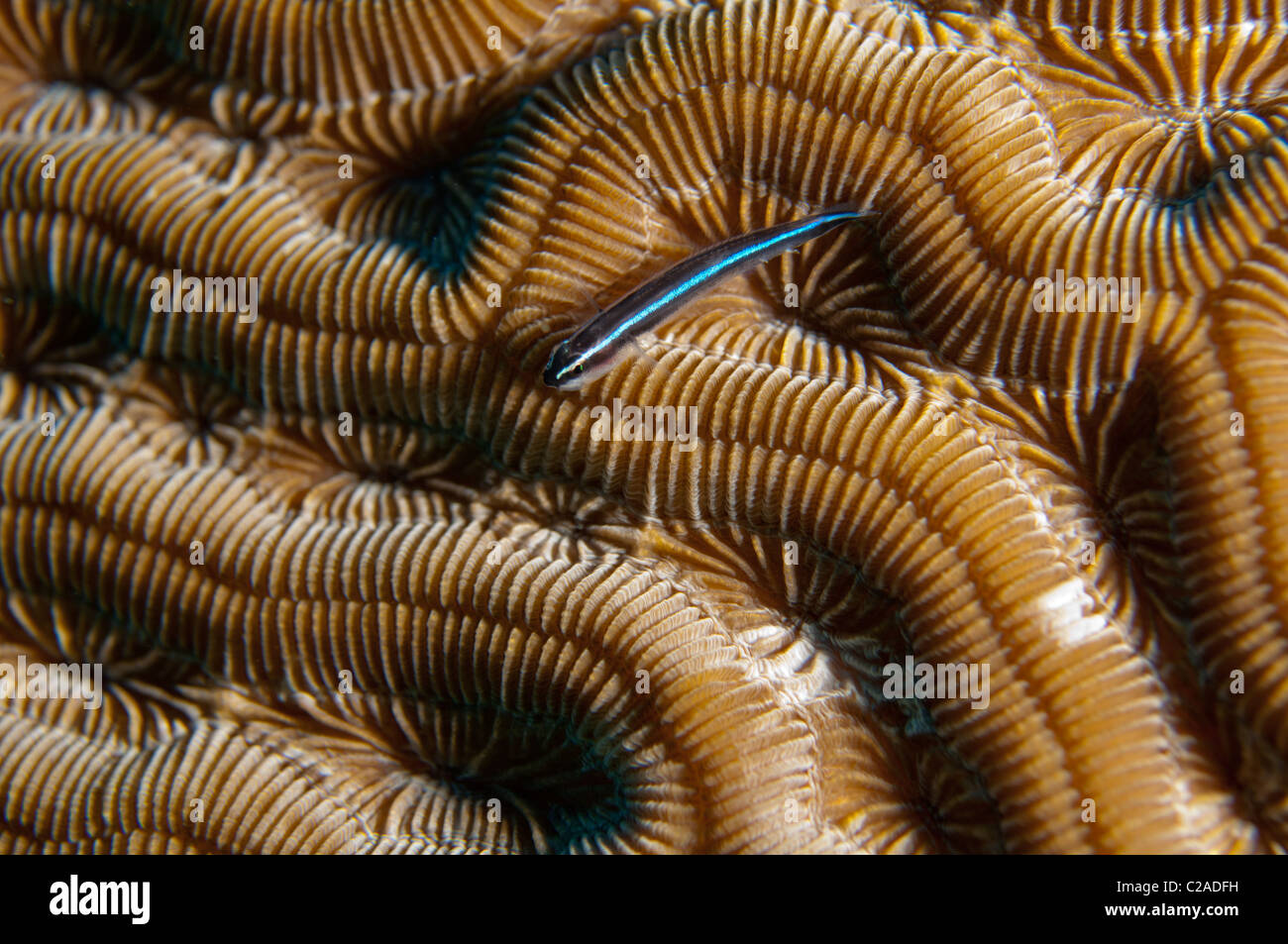 Neon Gobi fish can almost always be found perching on brain coral. Stock Photo