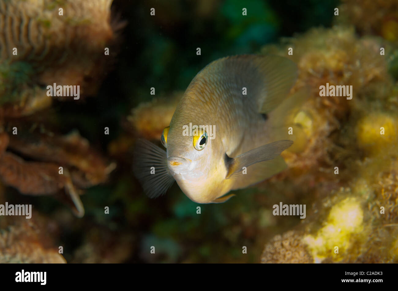 Threespot Damselfish are quick moving territorial tropical fish. Stock Photo