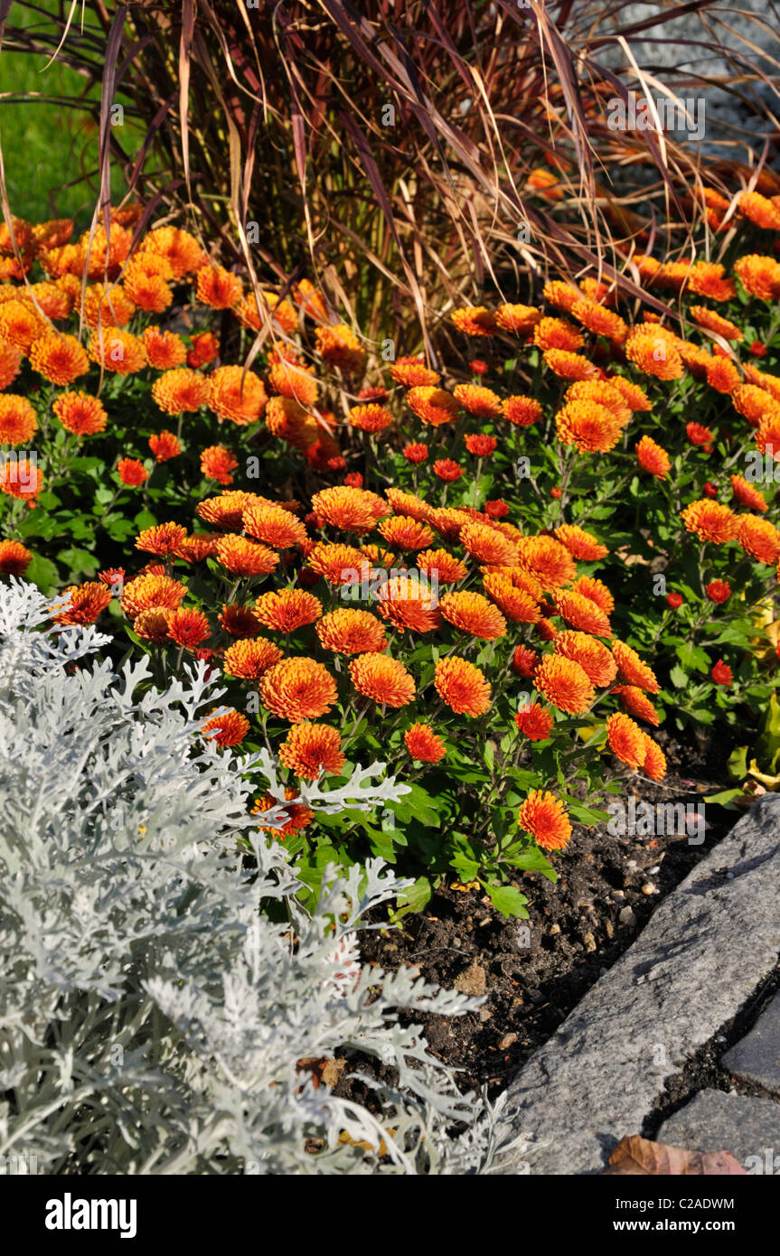Chrysanthemums (Chrysanthemum) Stock Photo