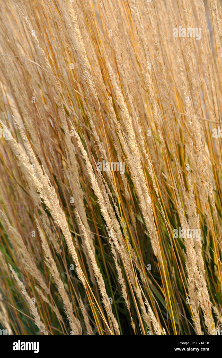 Reed grass (Calamagrostis x acutiflora 'Karl Foerster') Stock Photo