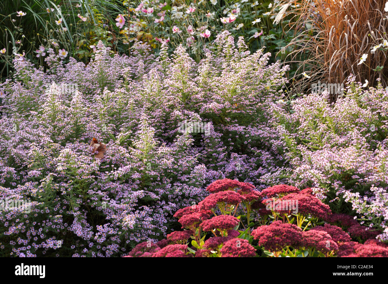 Heath aster (Aster ericoides 'Lovely' syn. Aster vimineus 'Lovely') and orpine (Sedum telephium 'Herbstfreude' syn. Hylotelephium telephium Stock Photo