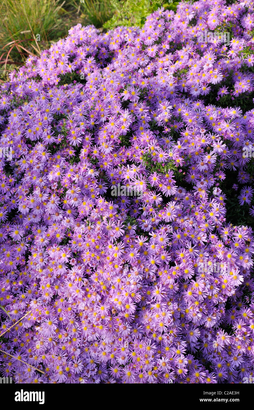 Michaelmas daisy (Aster novi-belgii 'Blütenmeer') Stock Photo