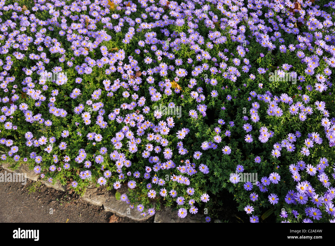 Bushy aster (Aster dumosus 'Prof. Anton Kippenberg') Stock Photo