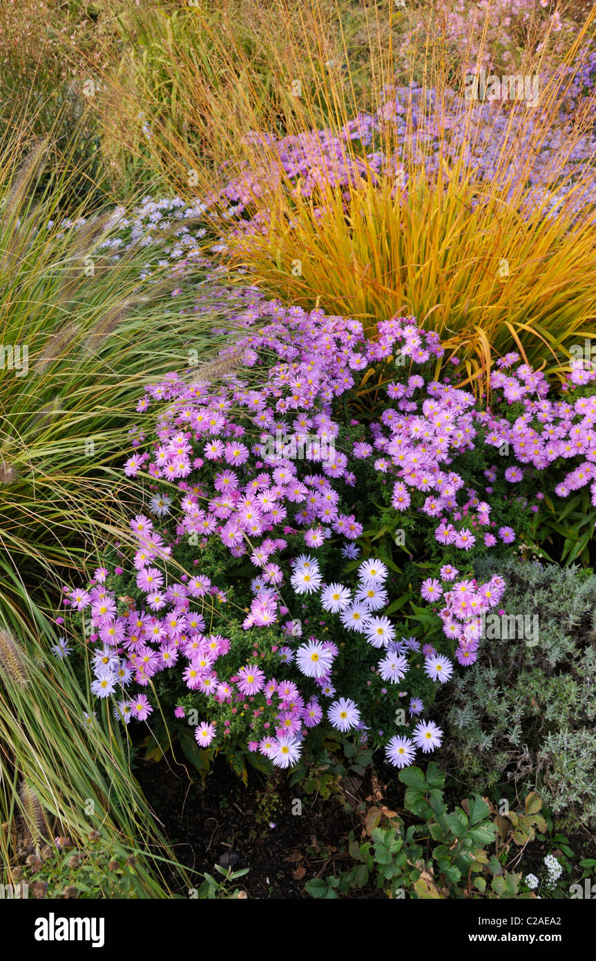 Dwarf fountain grass (Pennisetum alopecuroides), bushy aster (Aster dumosus 'Herbstgruss vom Bresserhof') and tall moor grass (Molinia arundinacea) Stock Photo