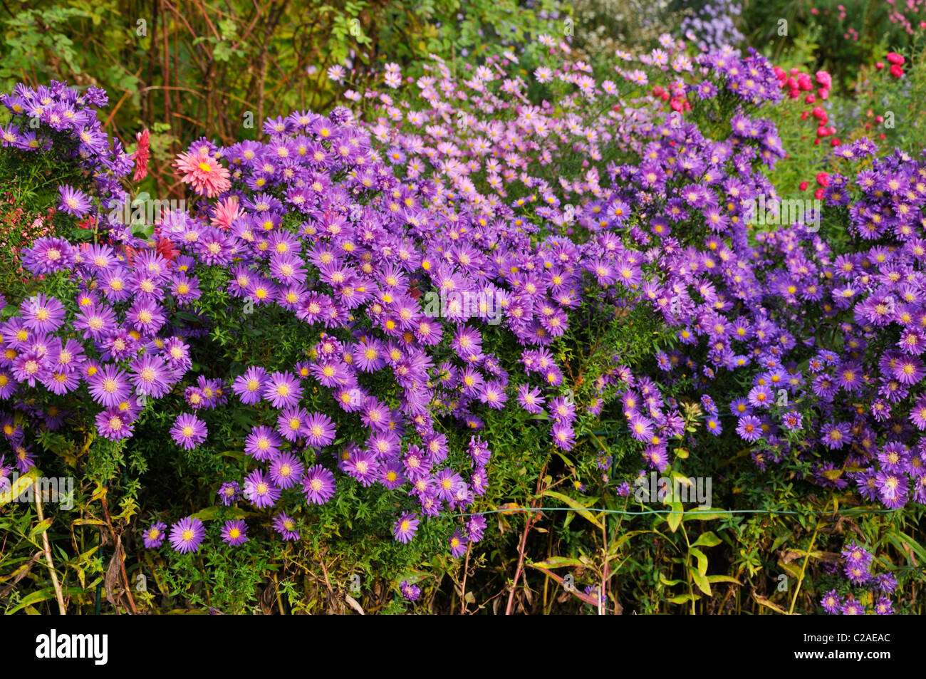 Michaelmas daisy (Aster novi-belgii 'Violetta') Stock Photo