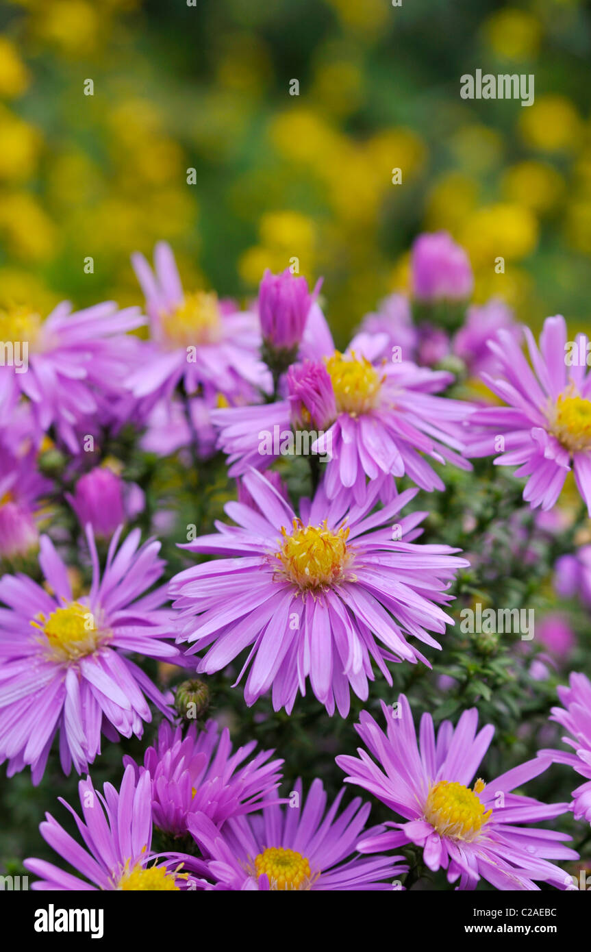 Bushy aster (Aster dumosus 'Herbstgruss vom Bresserhof') Stock Photo