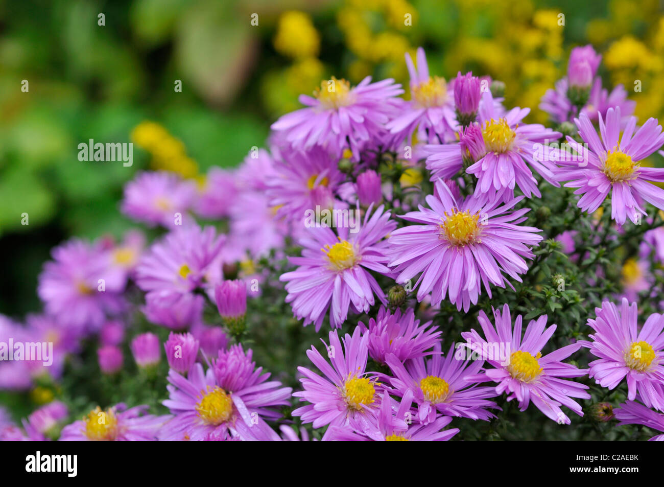 Bushy aster (Aster dumosus 'Herbstgruss vom Bresserhof') Stock Photo