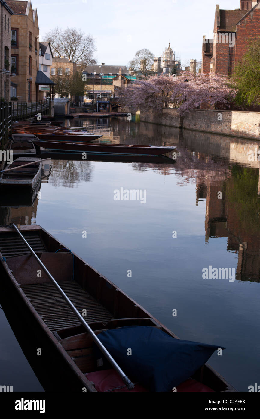 Punts moored on the Cam on a spring morning in Cambridge. Stock Photo