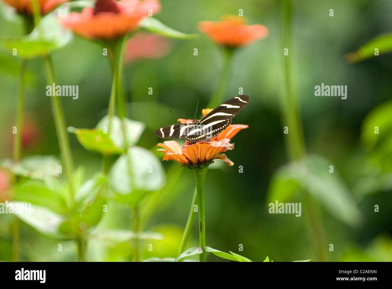 Black white striped butterfly hires stock photography and images Alamy
