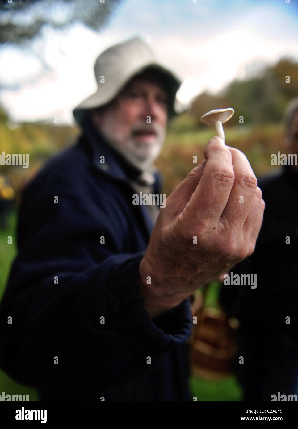Foraging expert Raoul Van Den Broucke displays the deadly poisonous mushroom Clitocybe Dealbata or Ivory Funnel during a field t Stock Photo