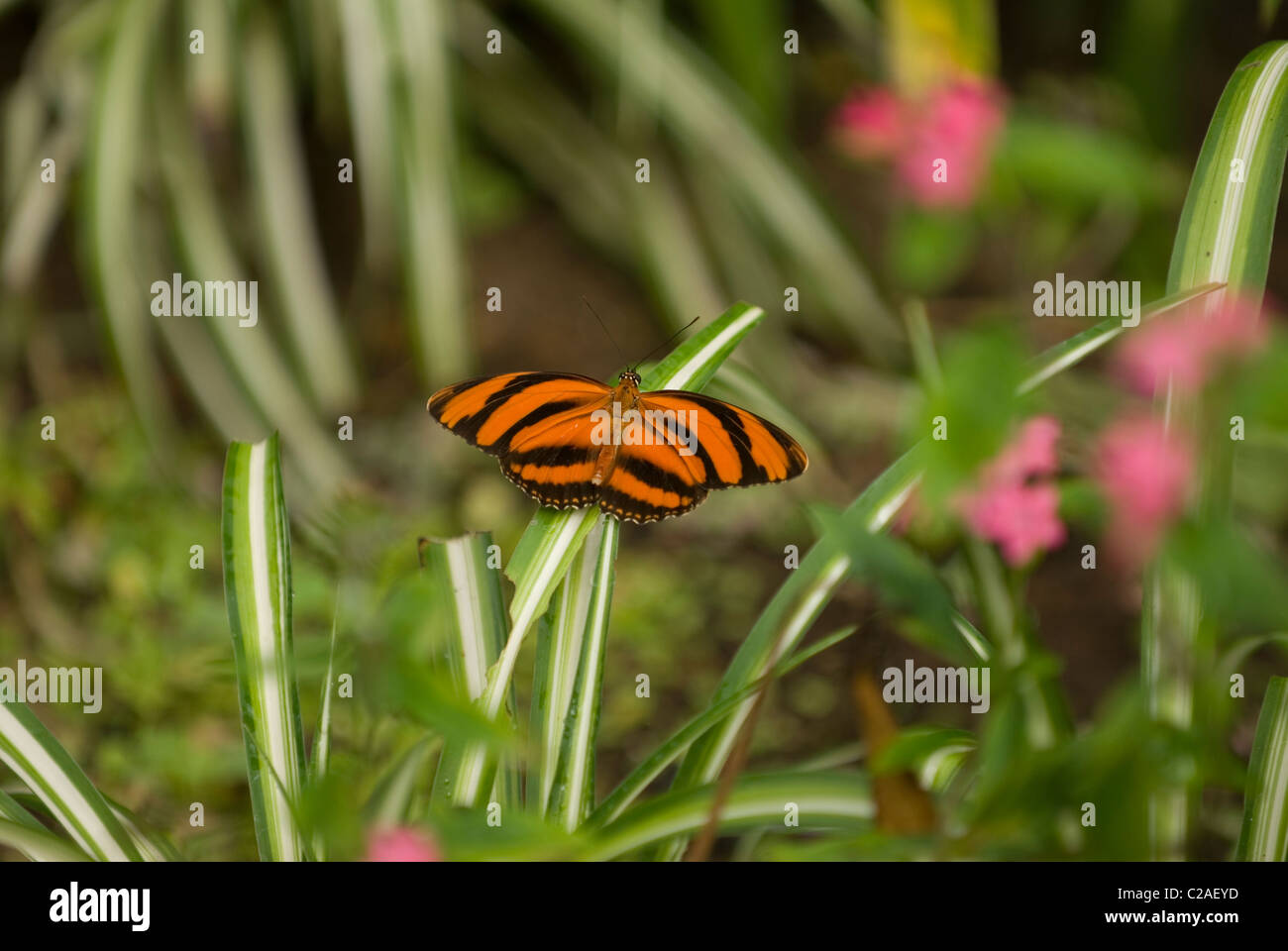 Banded Heliconian butterfly in Costa Rica Stock Photo
