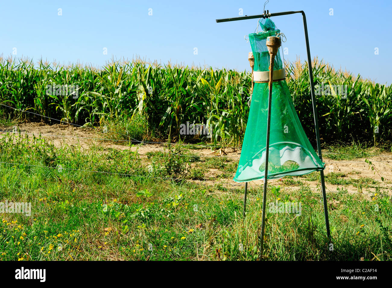 A trap for European Corn Borer (Ostrinia nubialis) pheromone-baited. Set in Swiss farmland beside a field of maize. Stock Photo