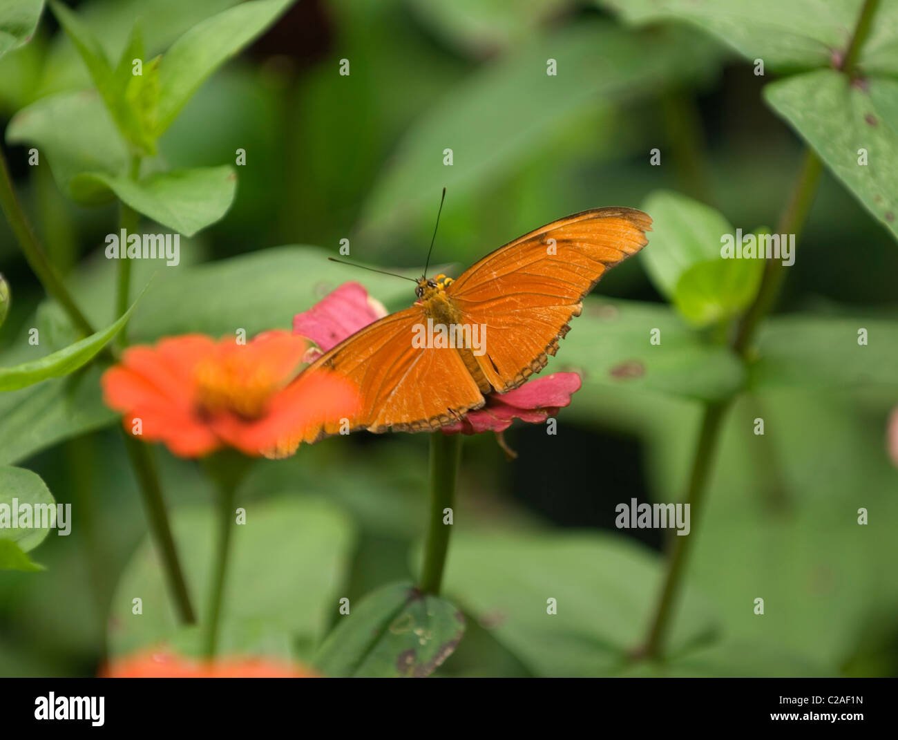 Orange Julia butterfly in Costa Rica garden Stock Photo