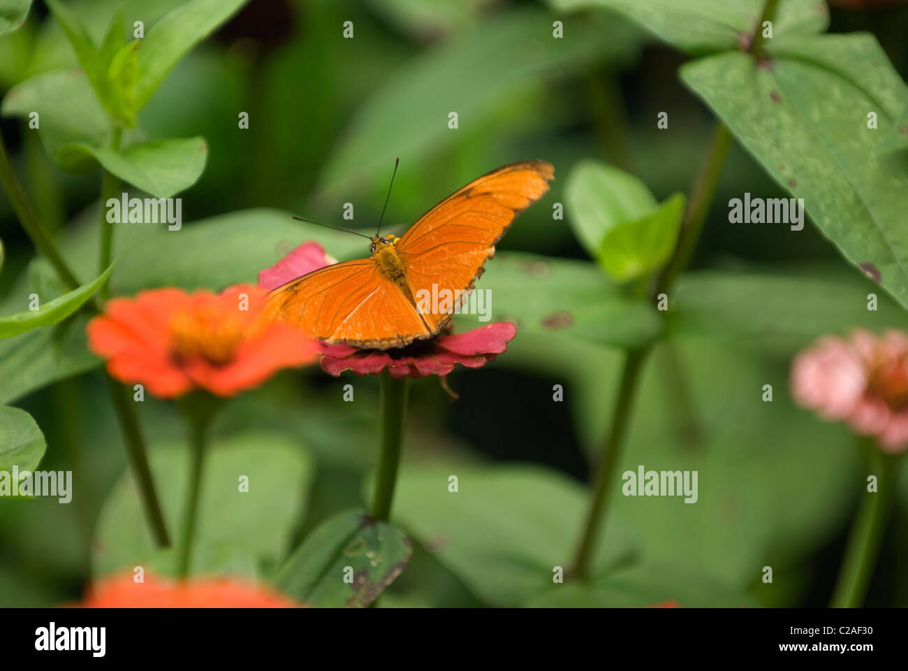 Orange Julia butterfly in Costa Rica Stock Photo