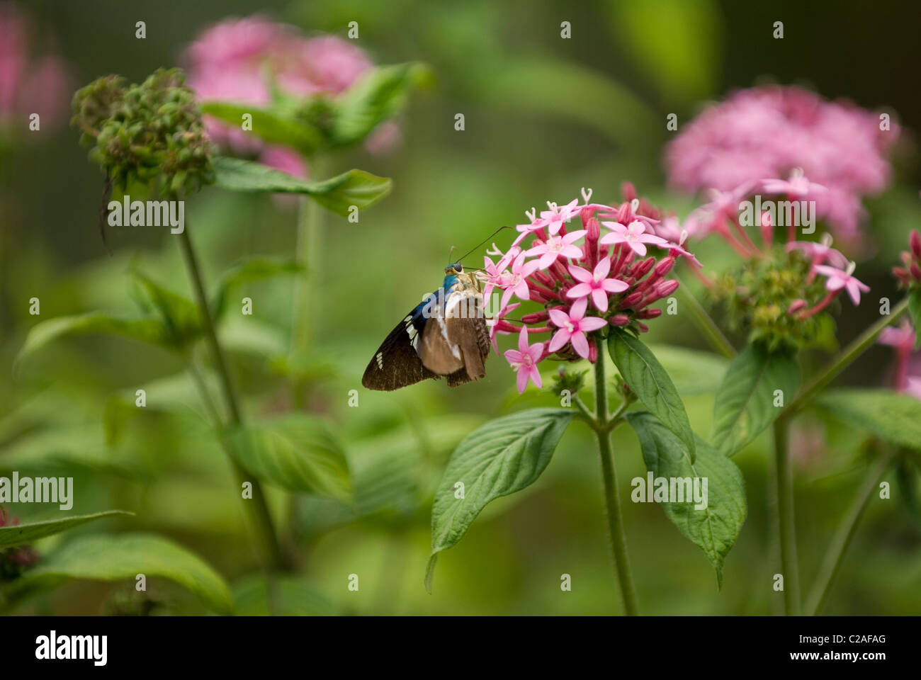 Pentas flower with blue butterfly in Costa Rica Stock Photo