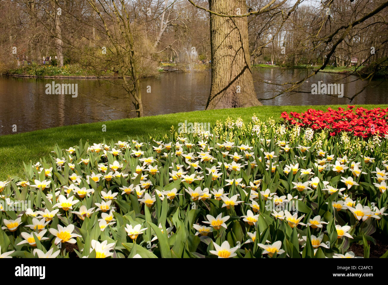 Landscape with Flowers, Keukenhof, Holland, Netherlands Stock Photo