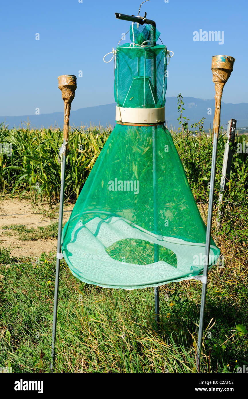 A trap for European Corn Borer (Ostrinia nubialis) pheromone-baited. Set in Swiss farmland beside a field of maize. Stock Photo