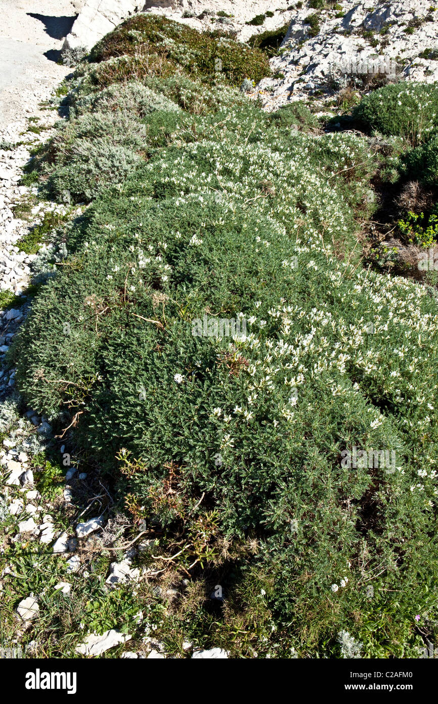 Bay of Marseilles : Astragalus Tragacantha or Massiliensis Stock Photo