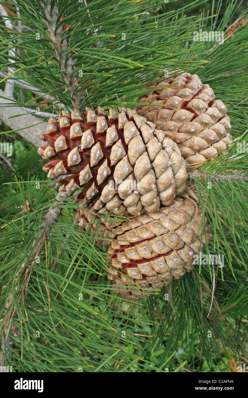 Pine Tree Seeds High Resolution Stock Photography And Images Alamy