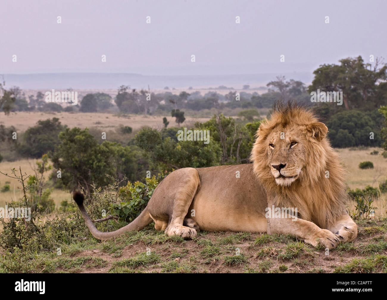 A male lion in the Masai Mara, Kenya Stock Photo