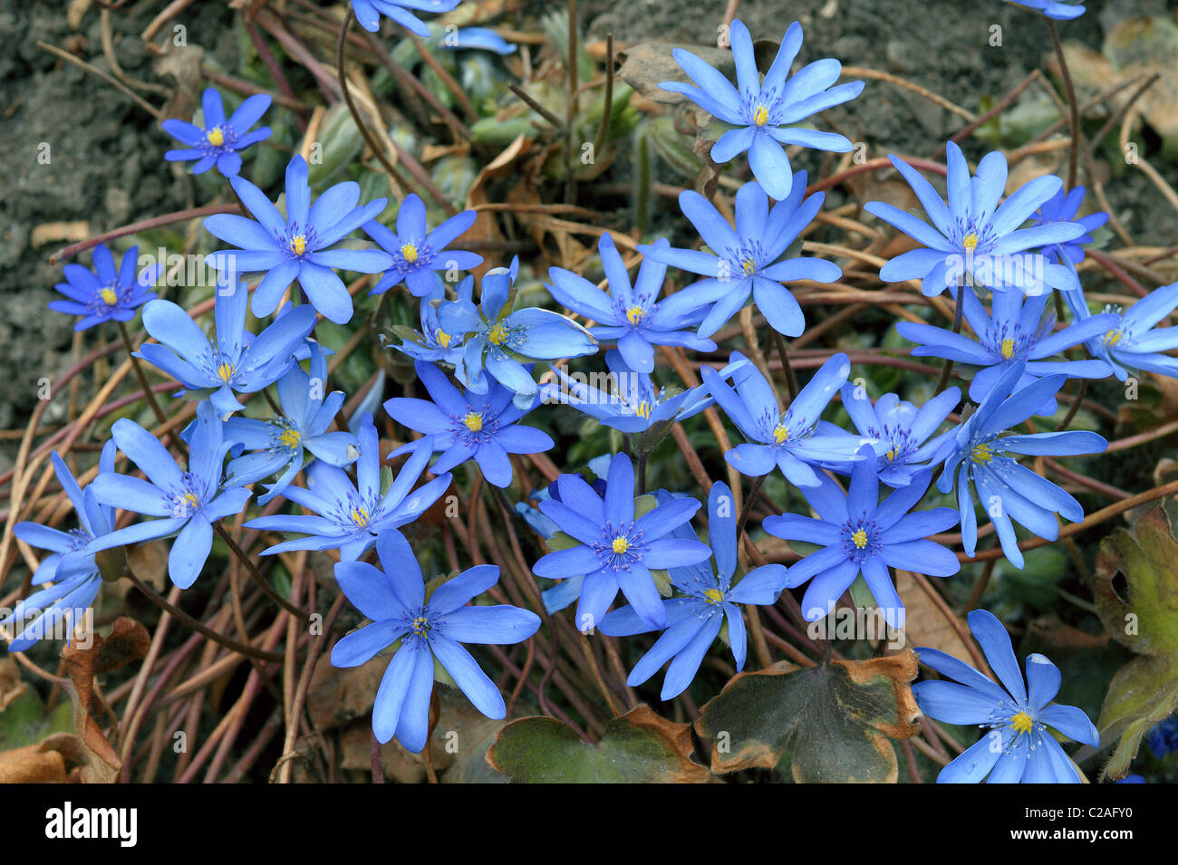 Liverwort blue spring flowers Hepatica transsilvanica transsylvanica Stock Photo