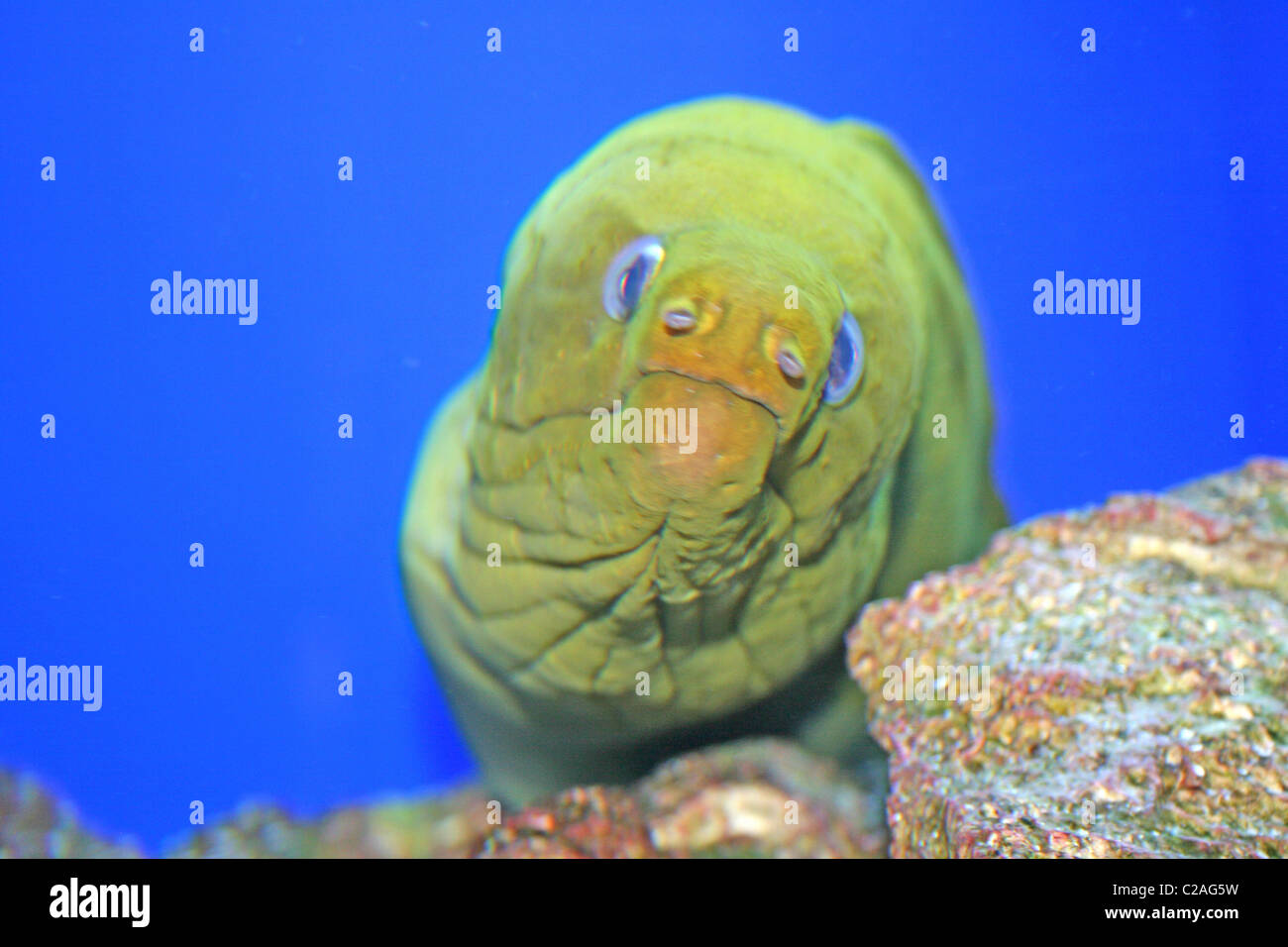 The pier aquarium petersburg hires stock photography and images Alamy