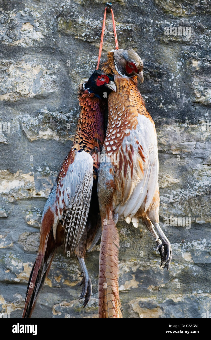 Brace of pheasants Stock Photo Alamy