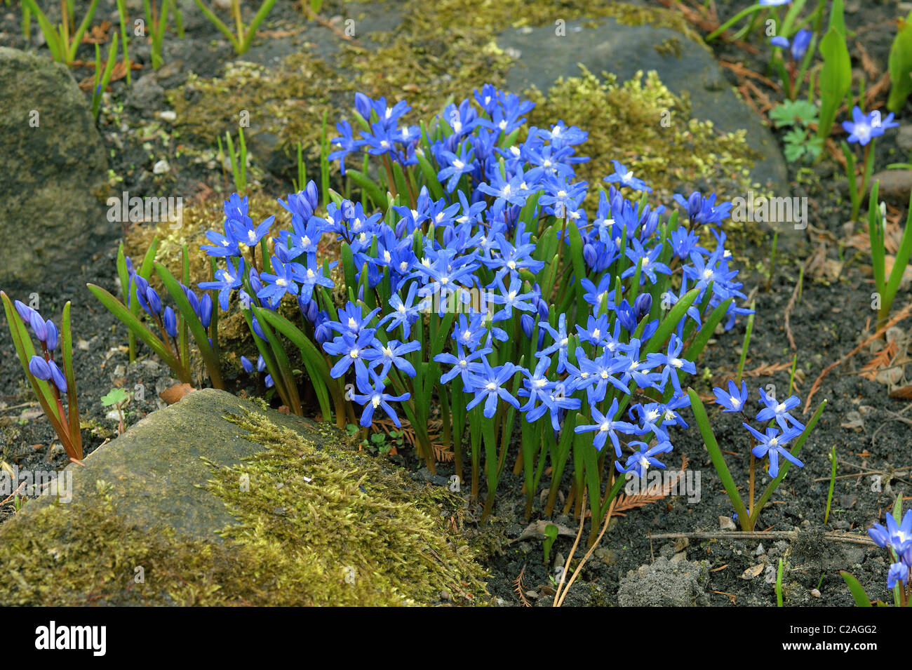 Blue chionodoxa spring flowers close up Chionodoxa sardensis Stock Photo