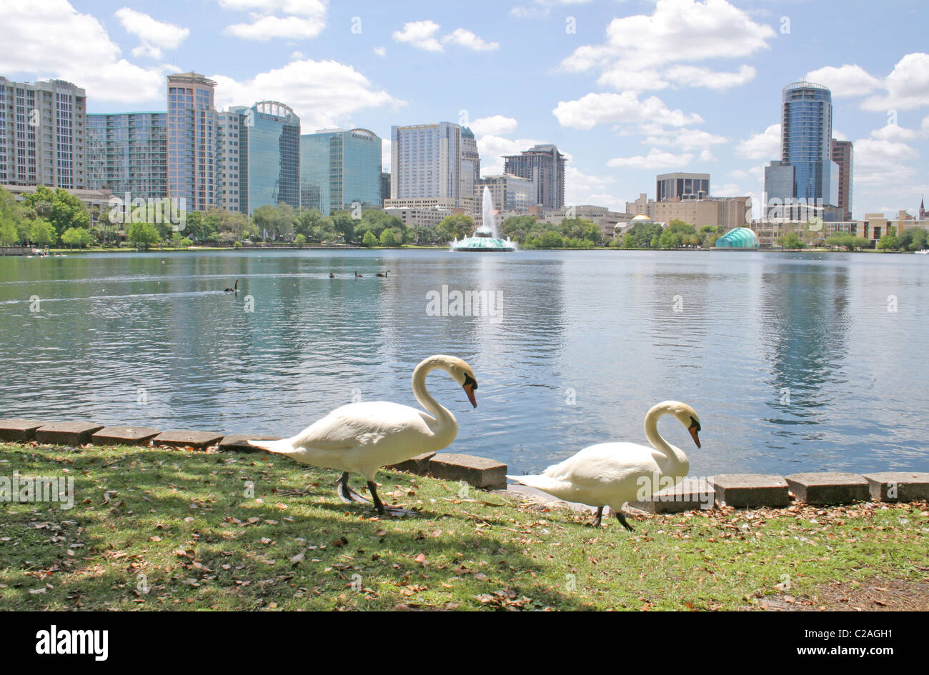 Swans at Lake Eola Park, Orlando Florida Stock Photo