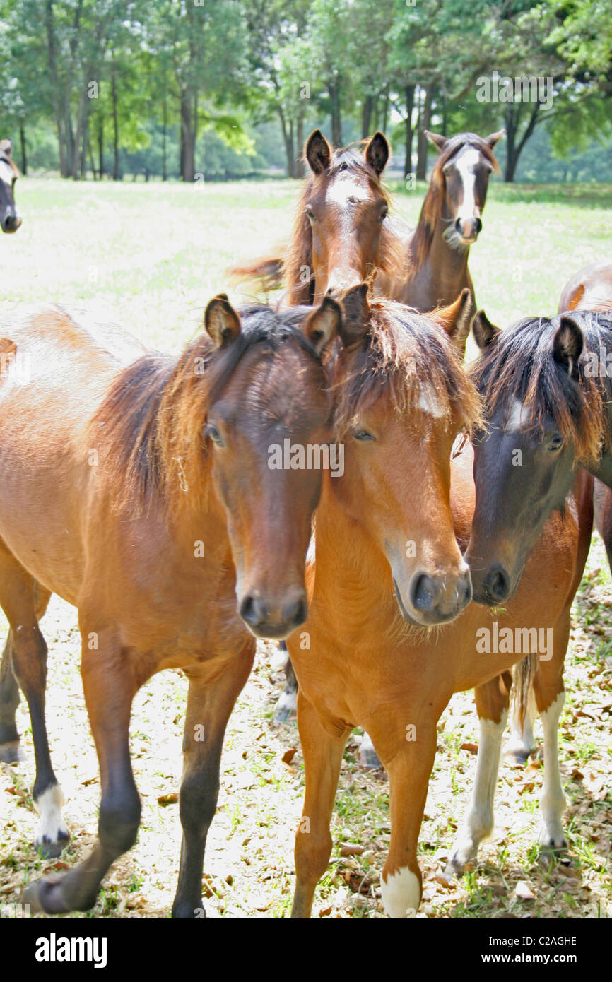 Horses on horse farm Ocala Florida Stock Photo