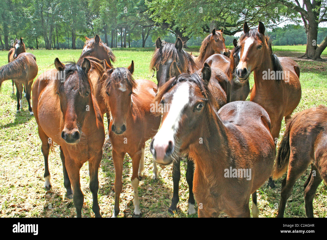 Horses on horse farm Ocala Florida Stock Photo