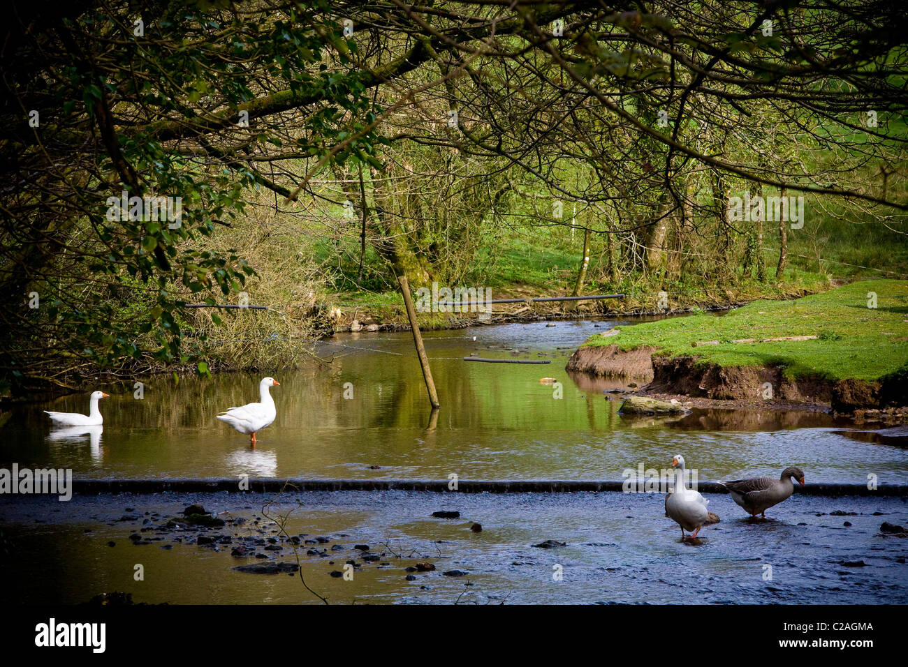Wildlife on the River Tone near Taunton Somerset Stock Photo