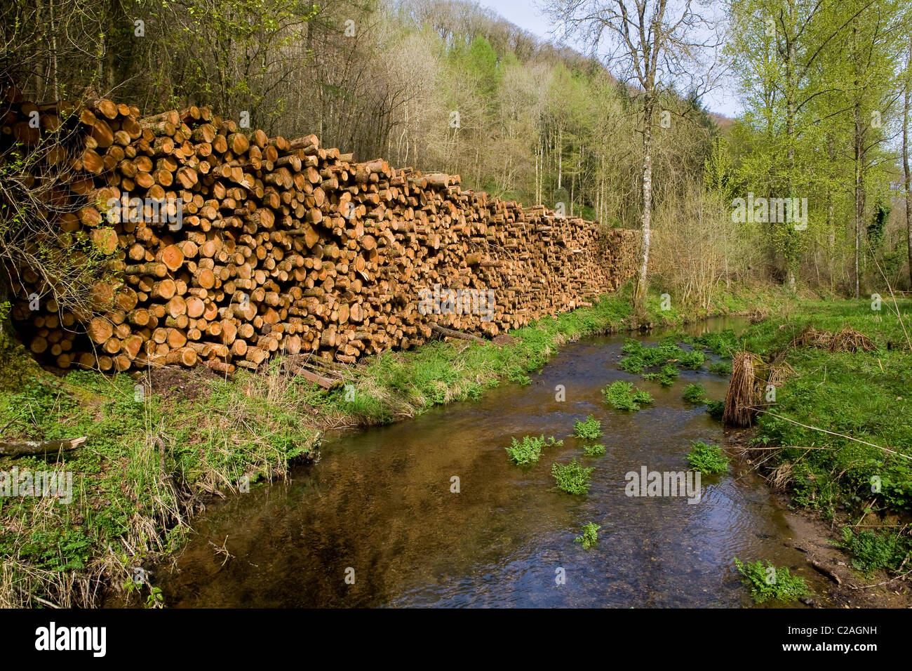 Larch logs stacked in Somerset UK. The trees have been felled because they are suffering from larch disease Stock Photo