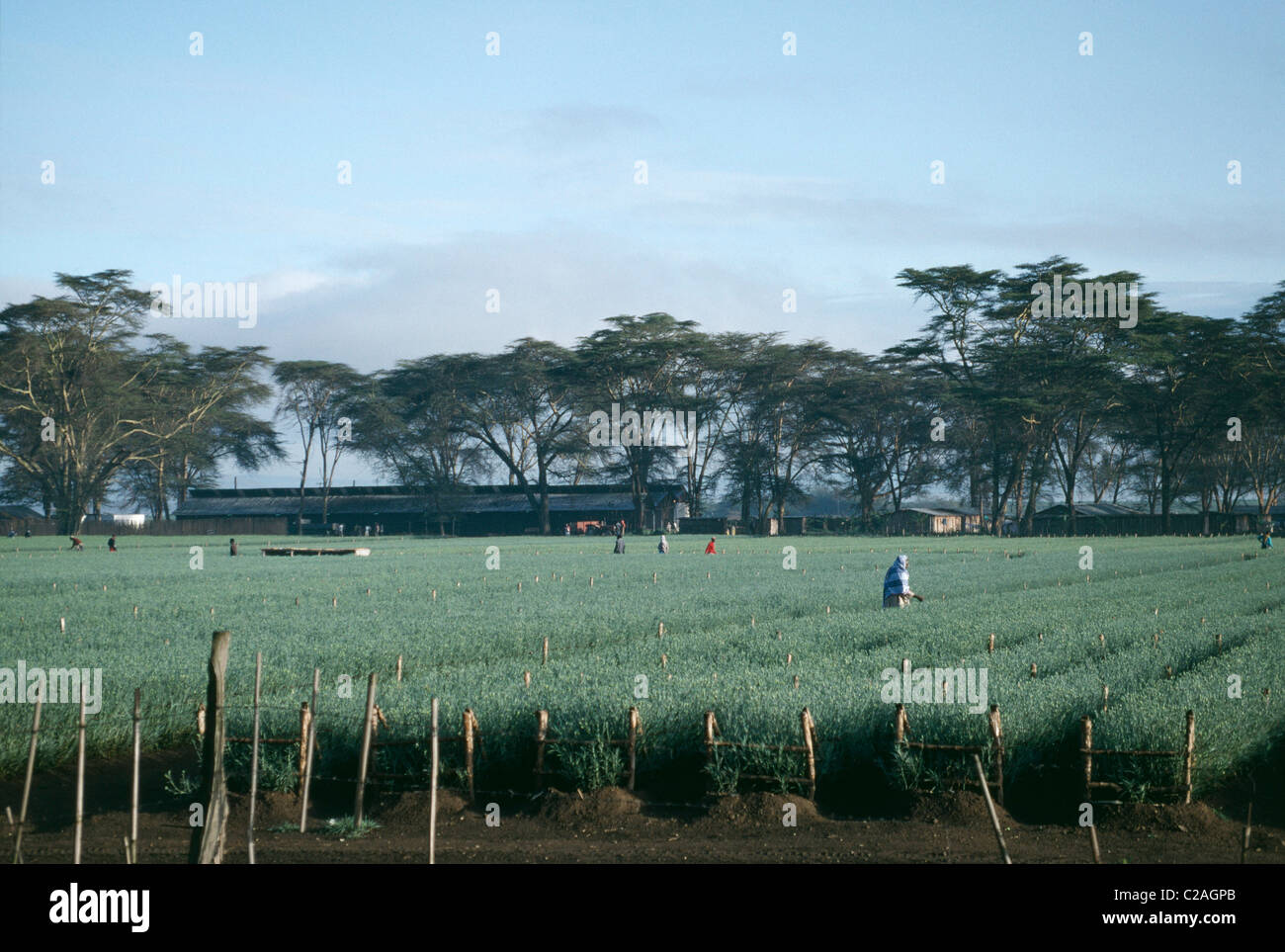 Fields of pyrethrum daisies being industrially grown near lake Naivasha, Kenya Stock Photo